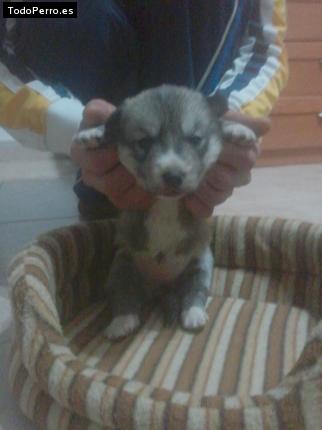 Foto del perro Jaski