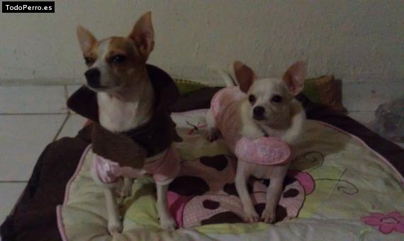 Foto del perro Motita y fanny