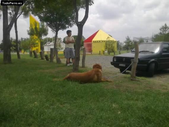 Foto del perro Rocky