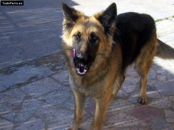 Foto del perro Nuska