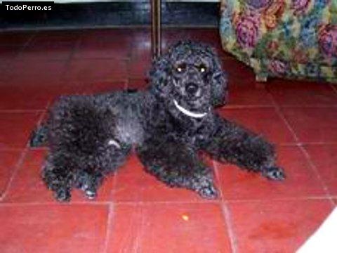 Foto del perro Ebano