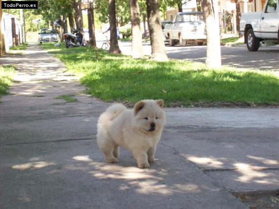 Foto del perro Teo