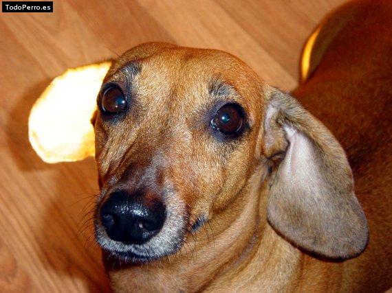 Foto del perro Canela