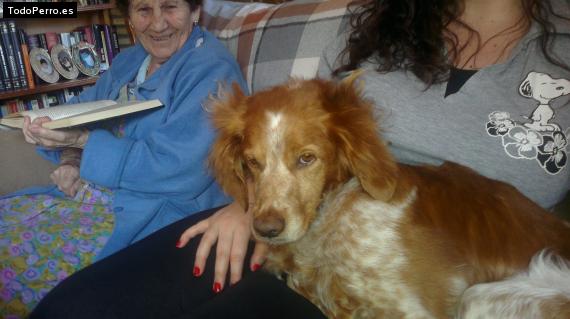 La foto del perro
