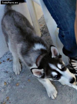 Foto del perro Lobo