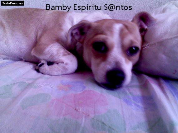 Foto del perro Bamby