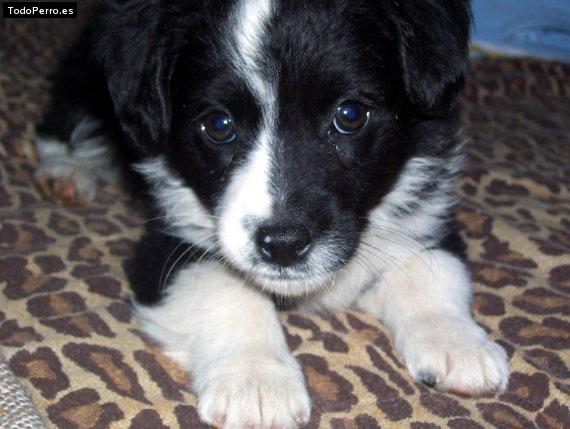 Foto del perro Budyy kevinn