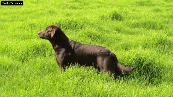 Foto del perro Fenix