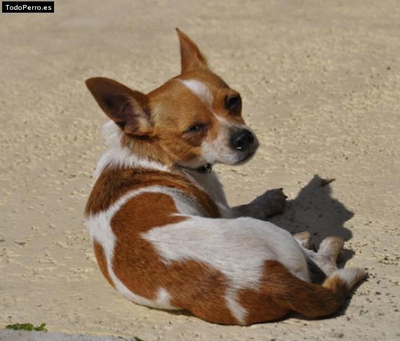 Foto del perro Sandy