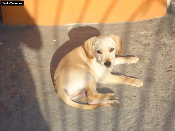 Foto del perro Bianco