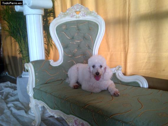 Foto del perro Pinky