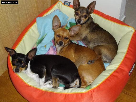 Foto del perro Chiqui, maya y nana