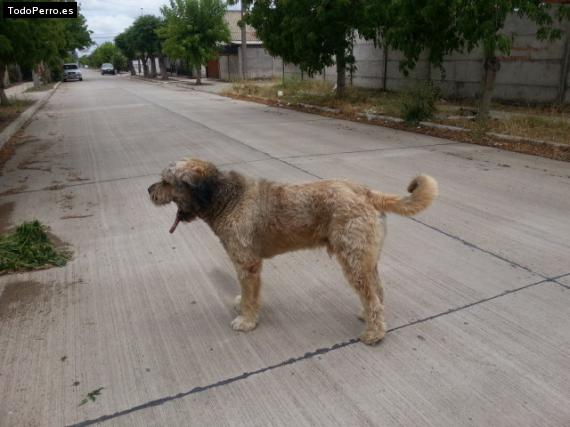 Foto del perro Oscar