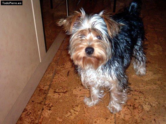 Foto del perro Jimmy