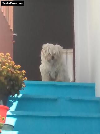 Foto del perro Jara