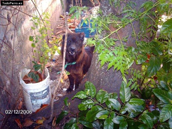 Foto del perro Becky