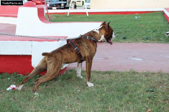 Foto del perro Bob