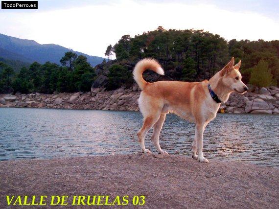 Foto del perro Troy