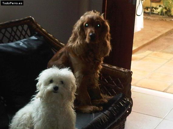 Foto del perro Toby y dandy