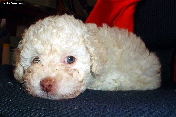 Foto del perro Niky