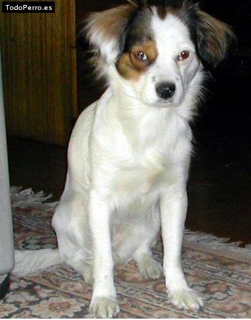 Foto del perro Blanquita