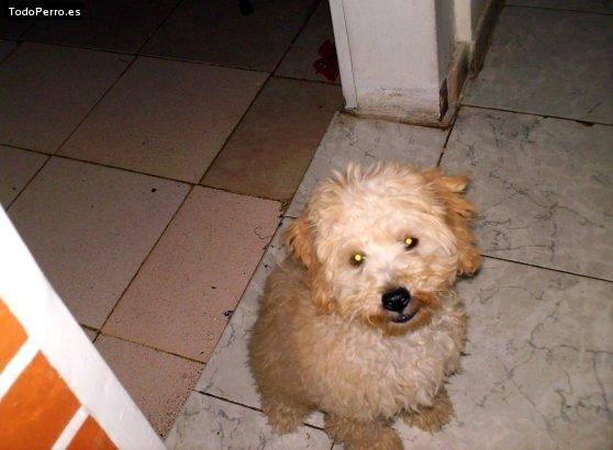 Foto del perro Teves