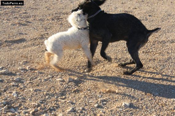 Foto del perro Thor y taxi