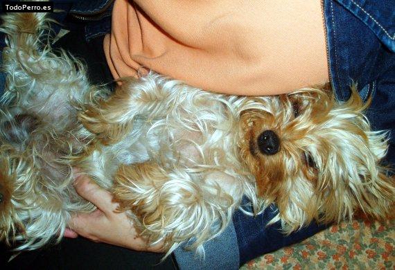 Foto del perro Barni