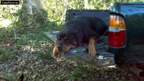 La foto del perro