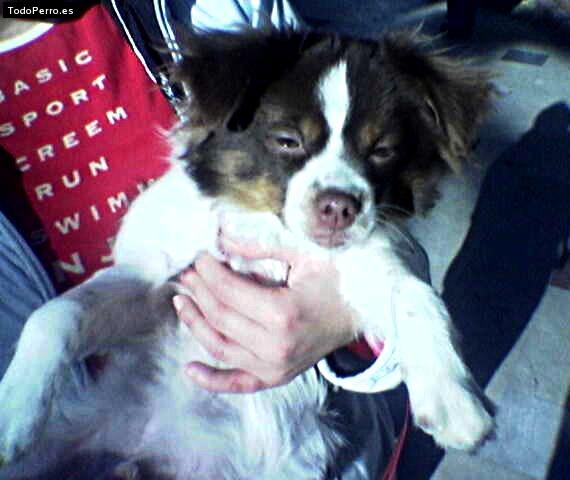 Foto del perro Tocino