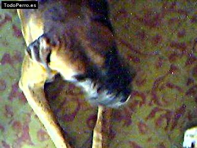 Foto del perro Tony