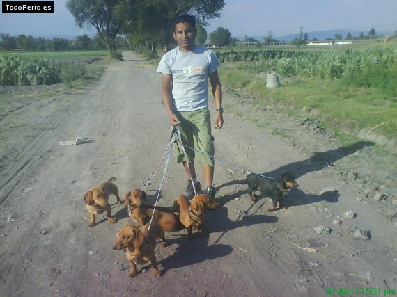 Foto del perro Boster, nala, camila, kuno, coofy, mufasa