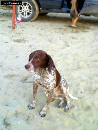 Foto del perro Brandy carolina