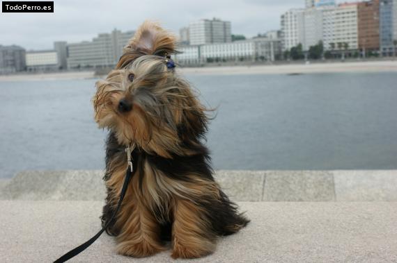 Foto del perro Legolas