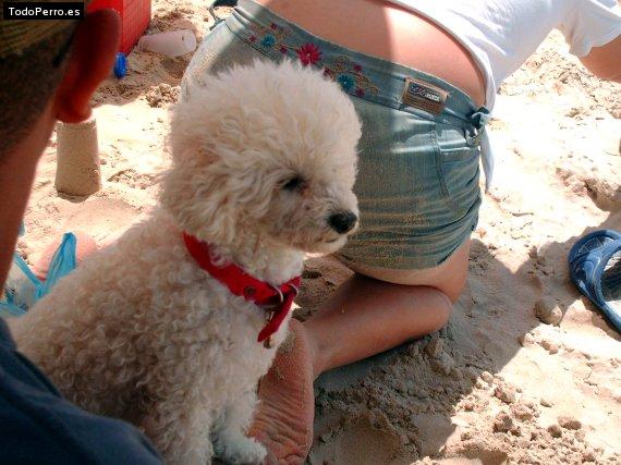 Foto del perro Beba