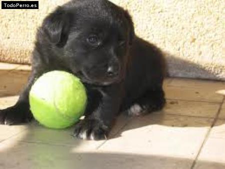 Foto del perro Venezolano