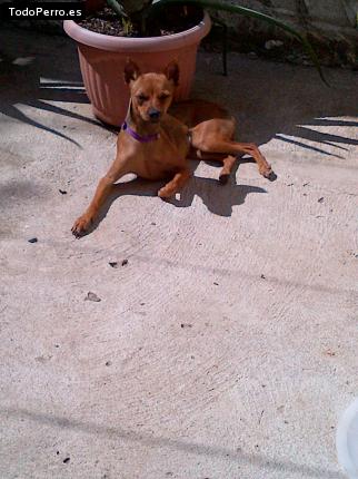 La foto del perro