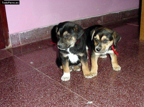 Foto del perro Jhoseft y araft