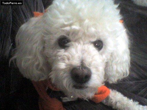 Foto del perro Irlanda