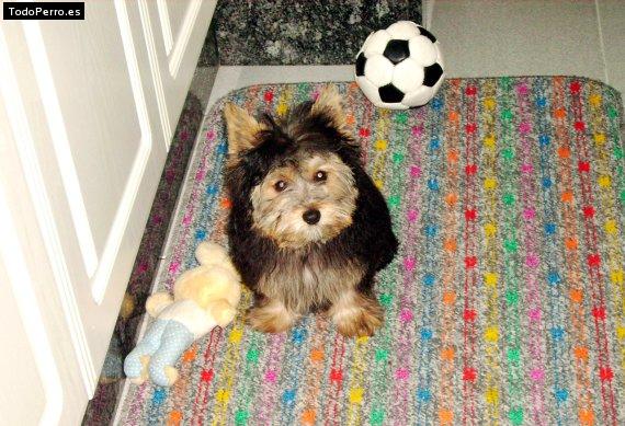 Foto del perro Rocky