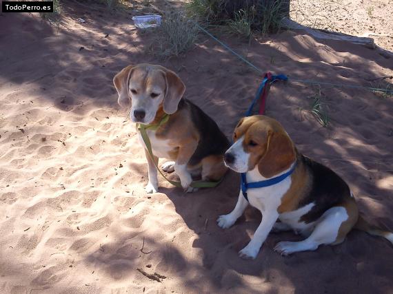 Foto del perro Toto y pepa