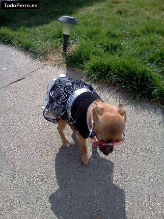 La foto del perro