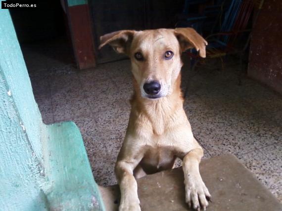 Foto del perro Campeon