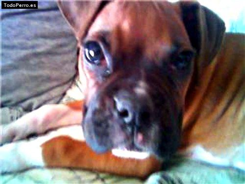 Foto del perro Sheena