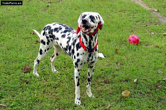 Foto del perro Jackie