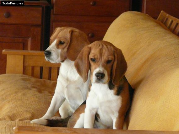 Foto del perro Pepa y rocky