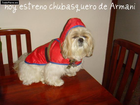 La foto del perro