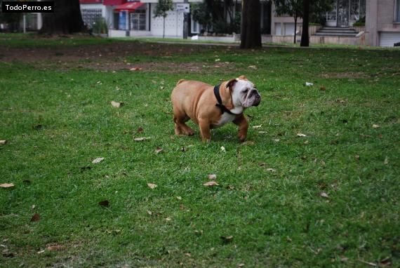 Foto del perro Canela