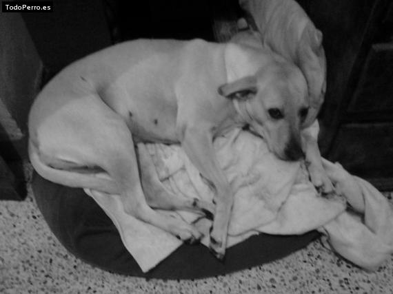La foto del perro