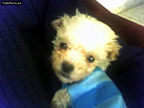 Foto del perro Benito